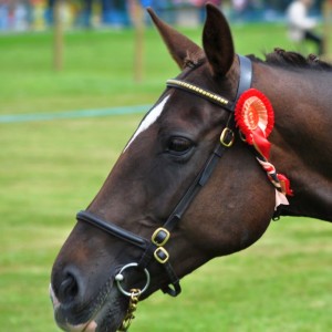 Die Dublin Horse Show lockt jedes 100.000 Pferdeenthusiasten nach Dublin.