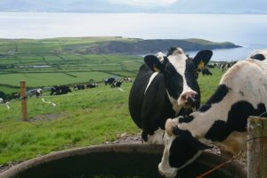 Farm in Irland