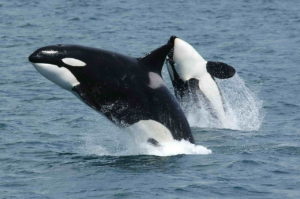 orcas-in-irland-beobachten
