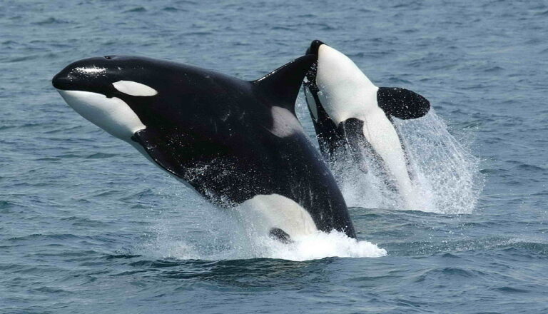 orcas-in-irland-beobachten