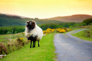 Schaf Irland