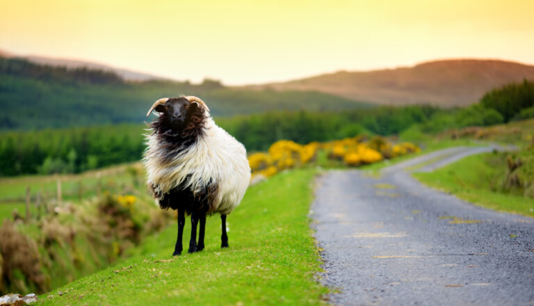Schaf Irland