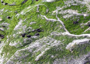 Seaweed Rocks